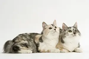 Tortoiseshell Prints: Cat - Kurilian bobtail tortie & white in studio