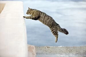 Images Dated 10th April 2012: Cat - leaping - Stray