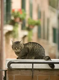 Ledge Prints: Cat - on ledge - Venice - Italy