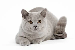 Images Dated 7th February 2014: Cat - Lilac British Shorthair - 4 months old