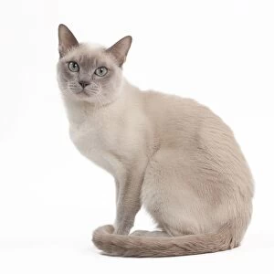 Images Dated 7th February 2014: Cat - Lilac mink Tonkinese