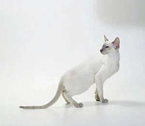 White Background Gallery: Cat  - Lilac Point Siamese