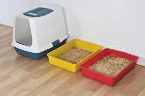 Cat - three litter trays in a row