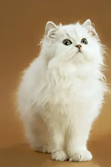 Cat - long-haired Persian Chinchilla