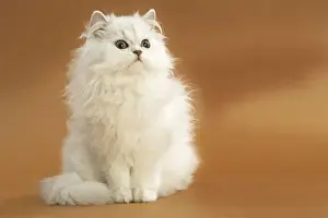 Cat - long-haired Persian Chinchilla