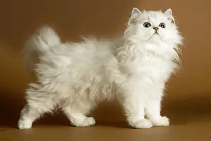 Cat - long-haired Persian Chinchilla