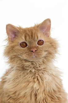 Cat Long-haired Selkirk Rex
