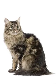 Cat - long-haired tabby in studio