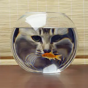 Small Pet Prints: Cat - looking at Goldfish in bowl