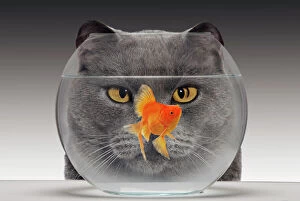Bowls Collection: Cat - looks at Goldfish in bowl