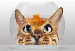 Cat - looks at Goldfish in bowl