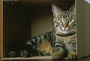 Images Dated 19th May 2010: Cat - lying down in cardboard box