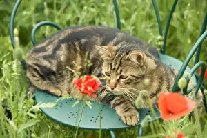 Garden Furniture Prints: Cat - lying on chair in garden