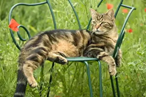 Cat - lying on chair in garden