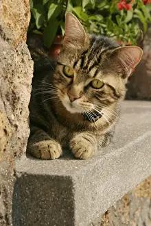 Cat Lying on ledge