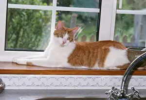 In Kitchen Prints: Cat - lying on windowsill