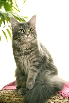 Maine Coon Prints: Cat - Main Coon cat