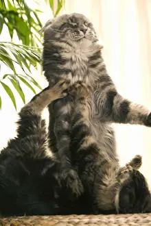 Cat - two Main Coon cats playing