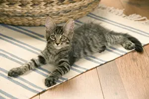 Cat - Main Coon kitten lying on floor