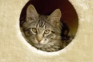 Maine Coon Prints: Cat - Main Coon looking out of cat house