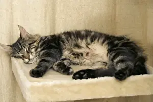 Beds Prints: Cat - Main Coon sleeping on cat bed