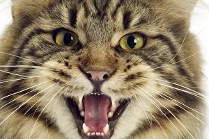 Cat - Maine Coon