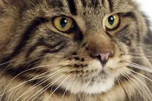Cat - Maine Coon