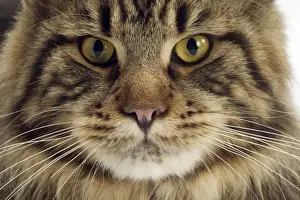 Cat - Maine Coon
