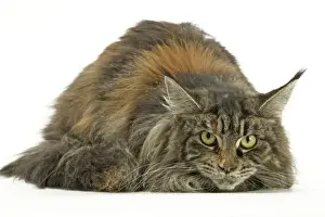Cat - Maine Coon