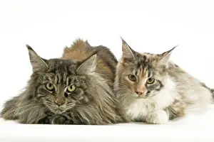 Cat - Maine Coon