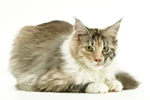 Cat - Maine Coon