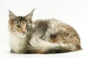 Cat - Maine Coon