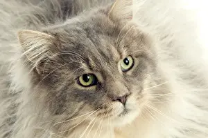 Cat - Maine Coon
