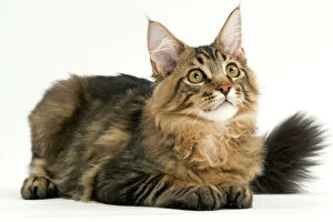 Cats Collection: Cat - Maine Coon