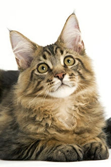 Cat - Maine Coon