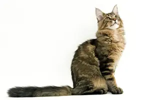 Cat - Maine Coon