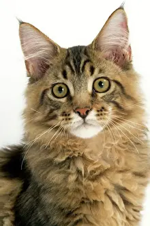 Semilonghaired Prints: Cat - Maine Coon