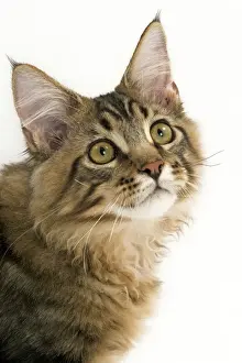 Cat - Maine Coon