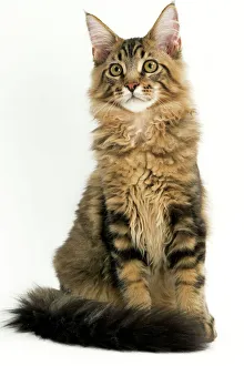 Cat - Maine Coon