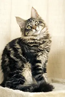 Cat - Maine Coon