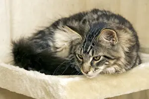 Cat - Maine Coon