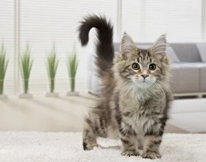 Cat Maine Coon 3 month old kitten