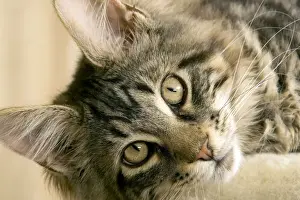 Cat- Maine coon