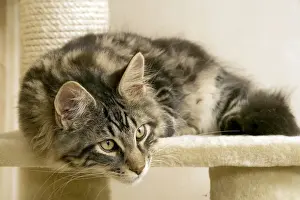 Cat- Maine coon