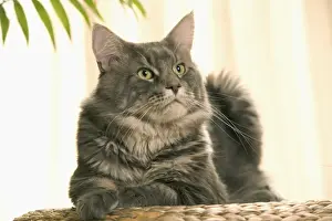 Cat - Maine Coon