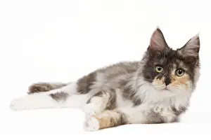 Cat- Maine Coon - 7 month old Black tortie smoke & white