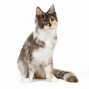 Cat- Maine Coon - 7 month old Black tortie smoke & white sitting in studio