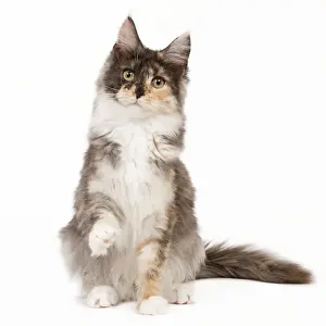Smoke Prints: Cat - Maine Coon - 7 month old Black tortie smoke & white in studio