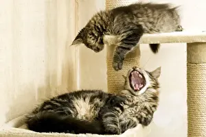 Cat - Maine Coon, adult and kitten