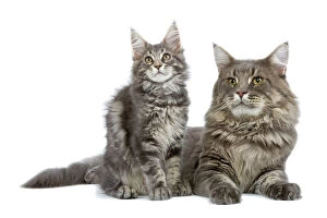 Images Dated 25th October 2006: Cat - Maine Coon blue blotched tabby - adult & kitten